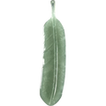 VERMILLION FEATHER
